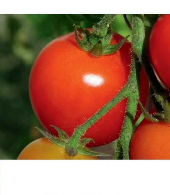 Plantastar 400W E40 Grolux rastlinska sijalka – fotografija
