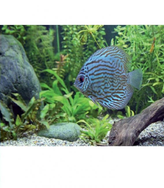 Aquastar T5 FHO39W 10000K G5 Glühbirne – foto