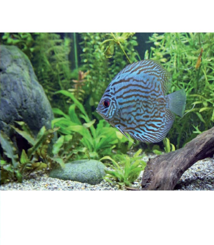 Aquarium Lamp Aquastar T8 F15W 174 10000K G13 Brighten Your Underwater ...