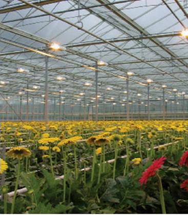 Lampadina G13 Grolux T8 F18W GRO 8500K 9143-18812