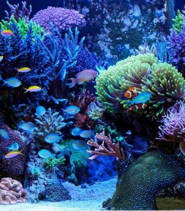 Coralstar T5 FHO24W G5 Luce per acquario di corallo 9935-19104