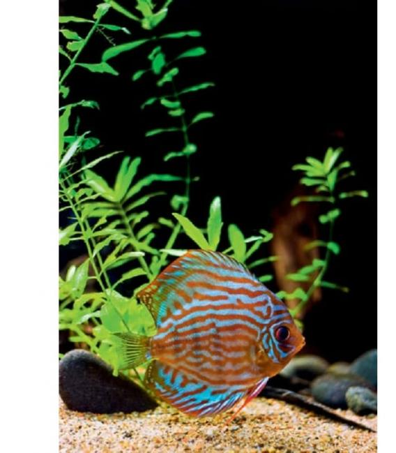 Bombilla Daylightstar T8 F18W 5000K G13 – foto