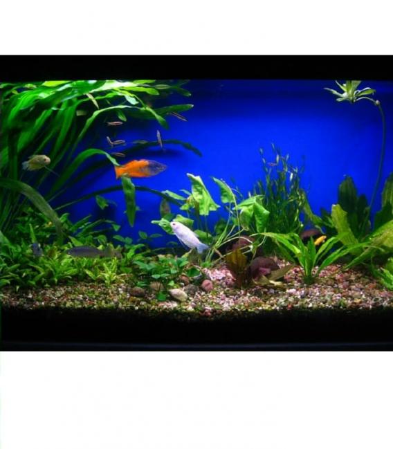 Ampoule Aquastar T5 FHO80W 10000K G5 – Photo