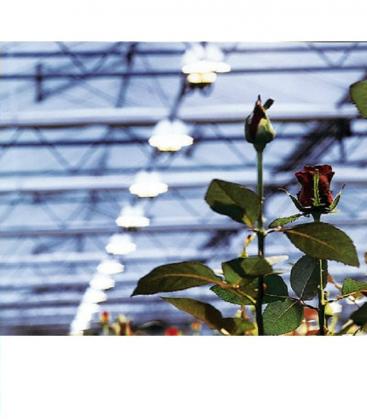Kit d'éclairage professionnel pour la culture de plantes - HPS NAV 70W 10081-19201