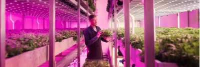Lamps for Plants, Aquariums & Terrariums: Enhance Growth & Health